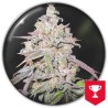 MENDOCINO CHANEL KUSH · Medical Seeds · graines de cannabis · Fem