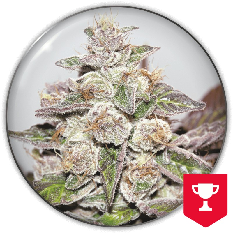 MENDOCINO PURPLE KUSH · Medical Seeds · kenevir tohum · Disi · Fem