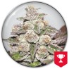 MENDOCINO PURPLE KUSH · Medical Seeds · sementes de maconha · Fem