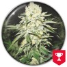 NO NAME · Medical Seeds · graines de cannabis · Fem