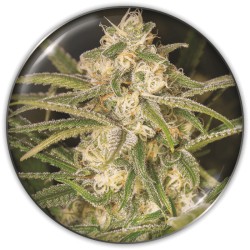 NO NAME AUTO · Medical Seeds · sementes de maconha · AutoFem