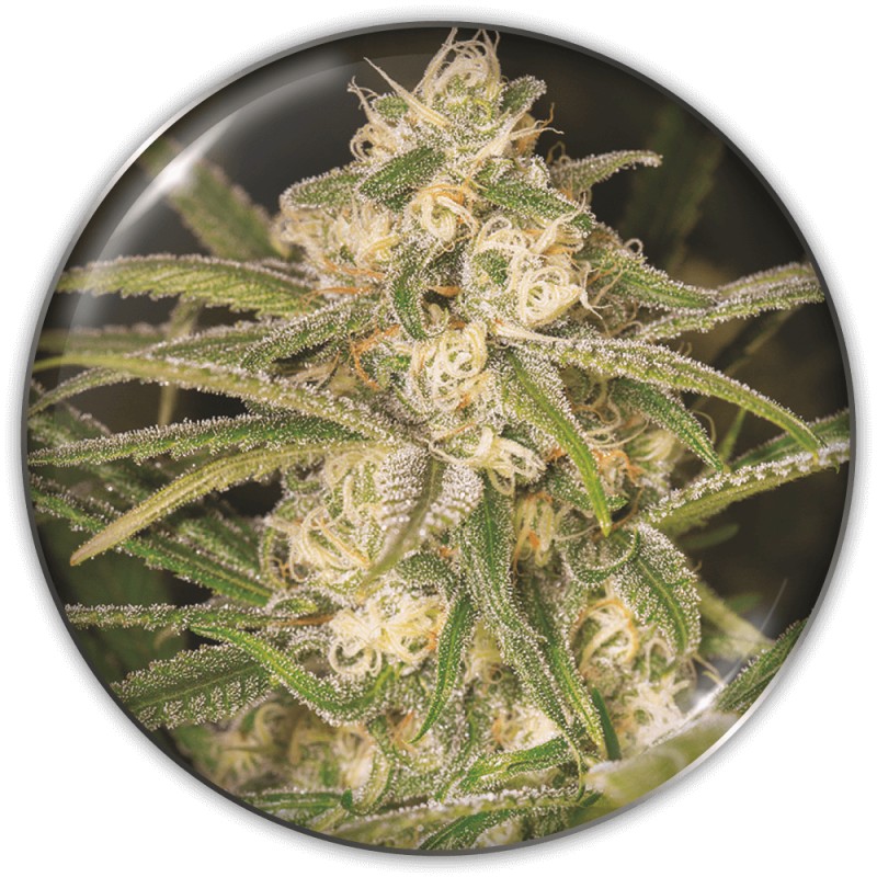 NO NAME AUTO · Medical Seeds · graines de cannabis · AutoFem