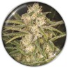 NO NAME AUTO · Medical Seeds · sementes de maconha · AutoFem