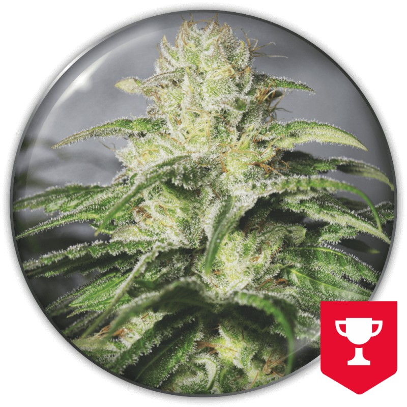 OG KUSH CBD · Medical Seeds · graines de cannabis · Fem
