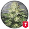 OG KUSH CBD · Medical Seeds · graines de cannabis · Fem