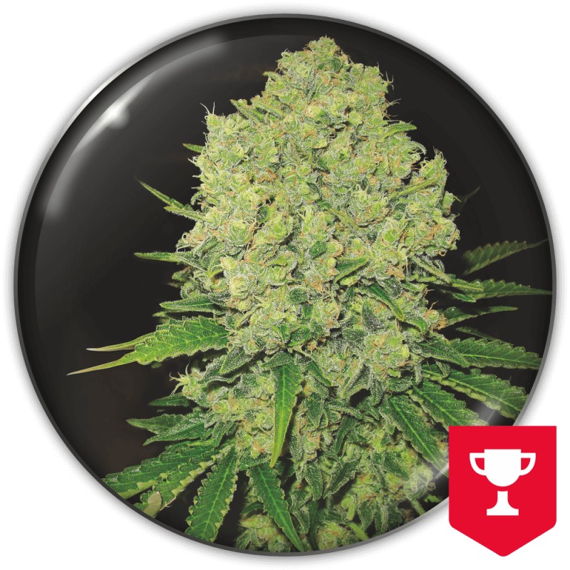 PROZACK · Medical Seeds · graines de cannabis · Fem