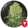 PROZACK · Medical Seeds · graines de cannabis · Fem