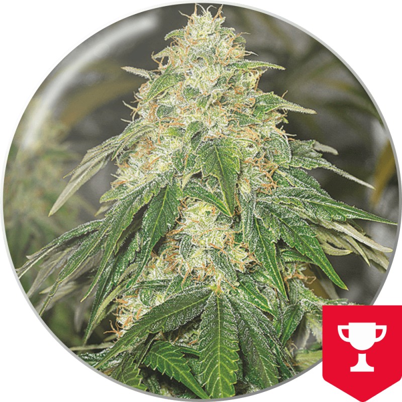 SOME SWEET · Medical Seeds · graines de cannabis · Fem
