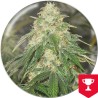 SOME SWEET · Medical Seeds · graines de cannabis · Fem