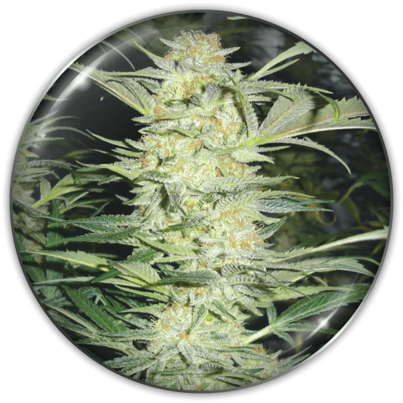 WHITE WIDOW · Medical Seeds · graines de cannabis · Fem