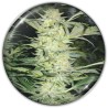 WHITE WIDOW · Medical Seeds · graines de cannabis · Fem