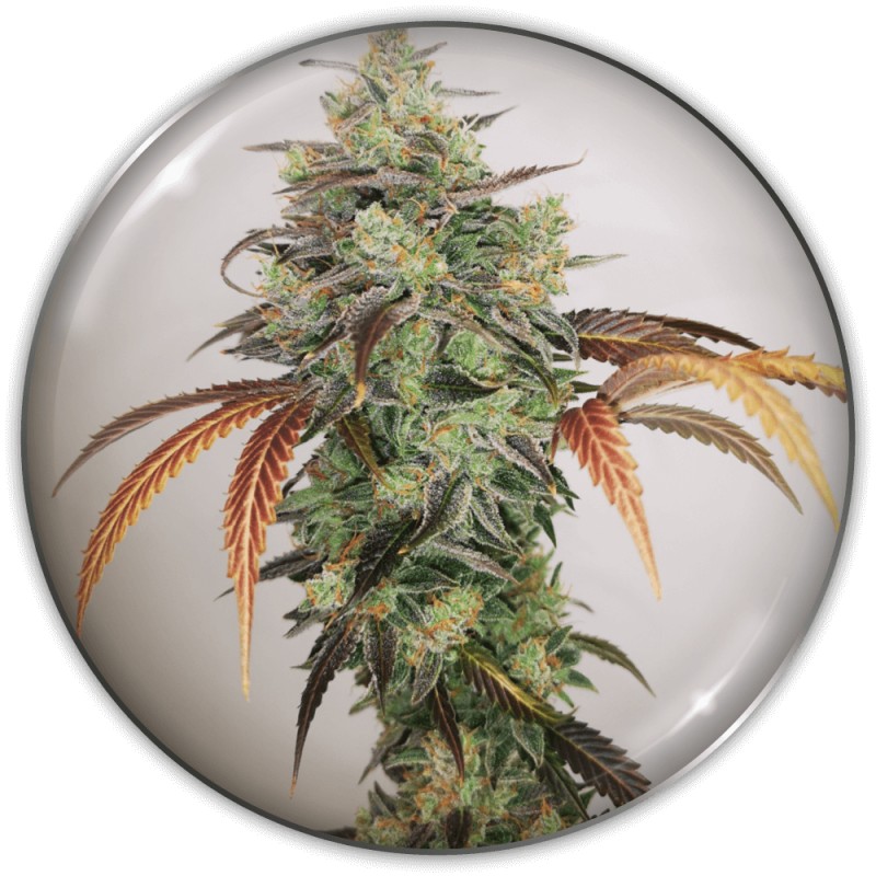 Y GRIEGA CBD · Medical Seeds · graines de cannabis · Fem