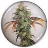 Y GRIEGA CBD · Medical Seeds · kenevir tohum · Disi · Fem