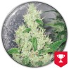 Y GRIEGA · Medical Seeds · graines de cannabis · Fem