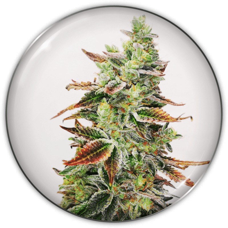 BANANA PURP · Medical Seeds · graines de cannabis · Fem