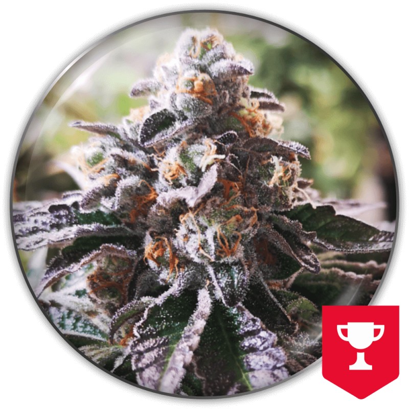 COOKIES PURPLE PUNCH · Medical Seeds · graines de cannabis · Fem