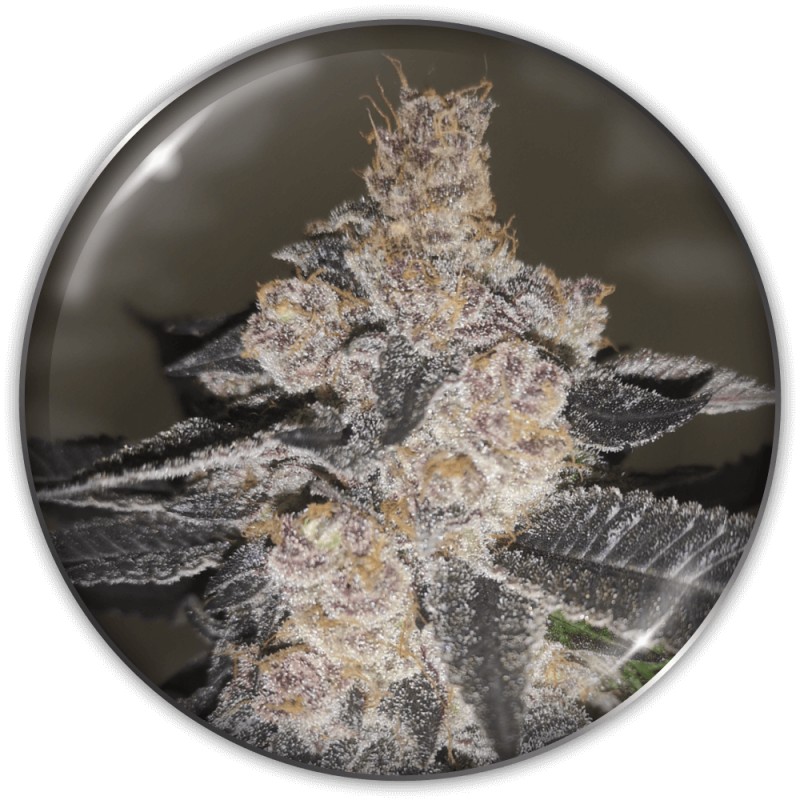 GELATO 242 · Medical Seeds · kaufen cannabis samen · Fem