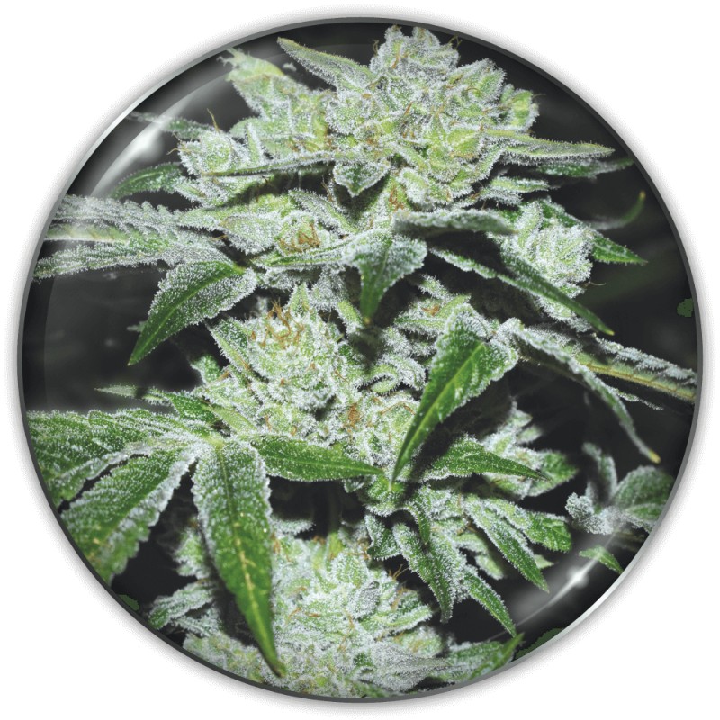 SOUR GLUE · Medical Seeds · graines de cannabis · Fem