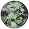 SOUR GLUE · Medical Seeds · graines de cannabis · Fem