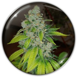 ZKITTLEZ· Medical Seeds ·...