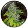 ZKITTLEZ · Medical Seeds · graines de cannabis · Fem