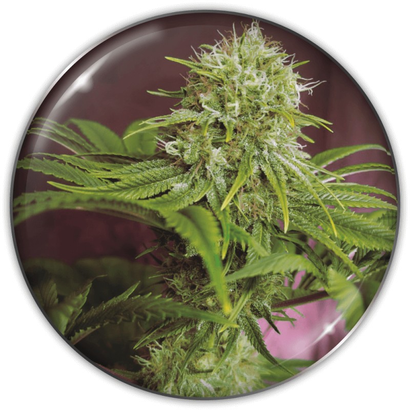 ELIXIR VITAE CBD · Medical Seeds · graines de cannabis · Fem