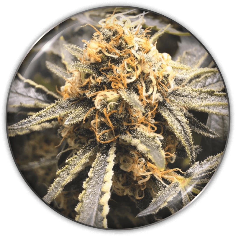 RECOVERY CBD · Medical Seeds · graines de cannabis · Fem