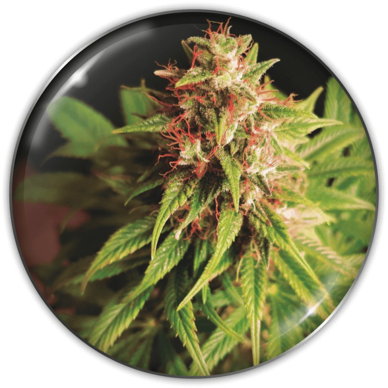 RED CROSS CBD · Medical Seeds · graines de cannabis · Fem