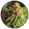 RED CROSS CBD · Medical Seeds · graines de cannabis · Fem