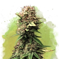 AUTO JOCK HORROR · Nirvana Seeds · cannabis seeds · AutoFem