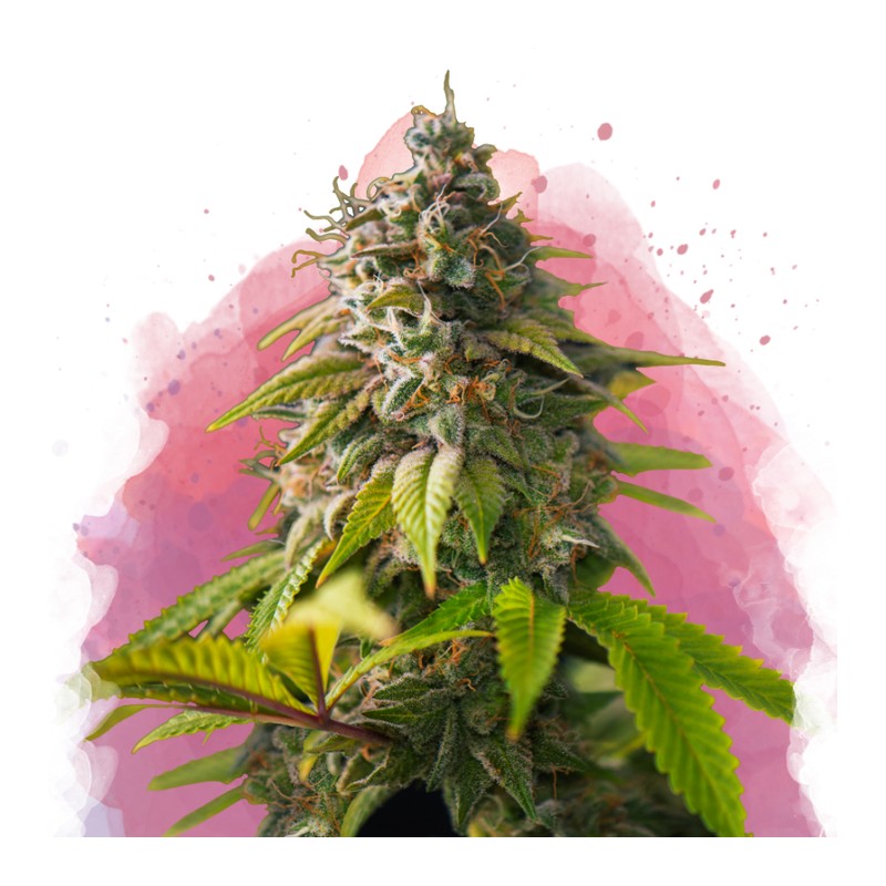 AMNESIA HAZE · Nirvana Seeds · graines de cannabis · Fem