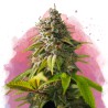 AMNESIA HAZE · Nirvana Seeds · graines de cannabis · Fem