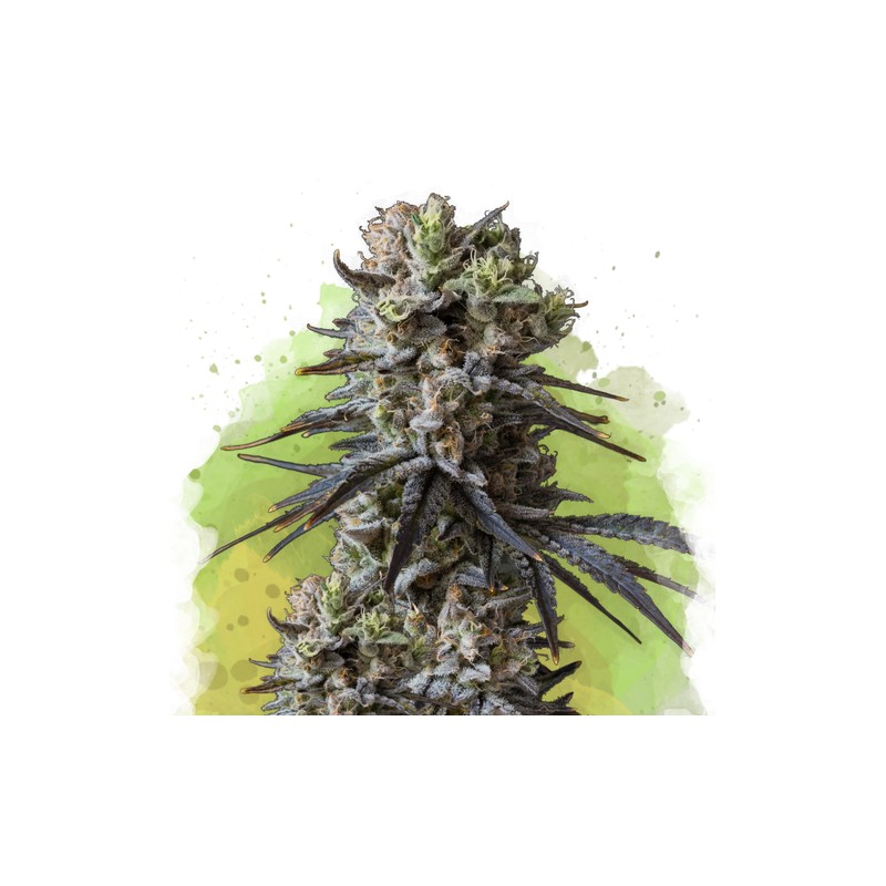 AUTO LITHIUM OG KUSH · Nirvana Seeds · kaufen cannabis samen · AutoFem