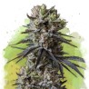 AUTO LITHIUM OG KUSH · Nirvana Seeds · sementes de maconha · AutoFem