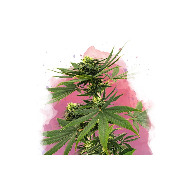 SOUR DIESEL · Nirvana Seeds · kenevir tohum · Disi · Fem
