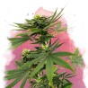 SOUR DIESEL · Nirvana Seeds · cannabis samen · Fem