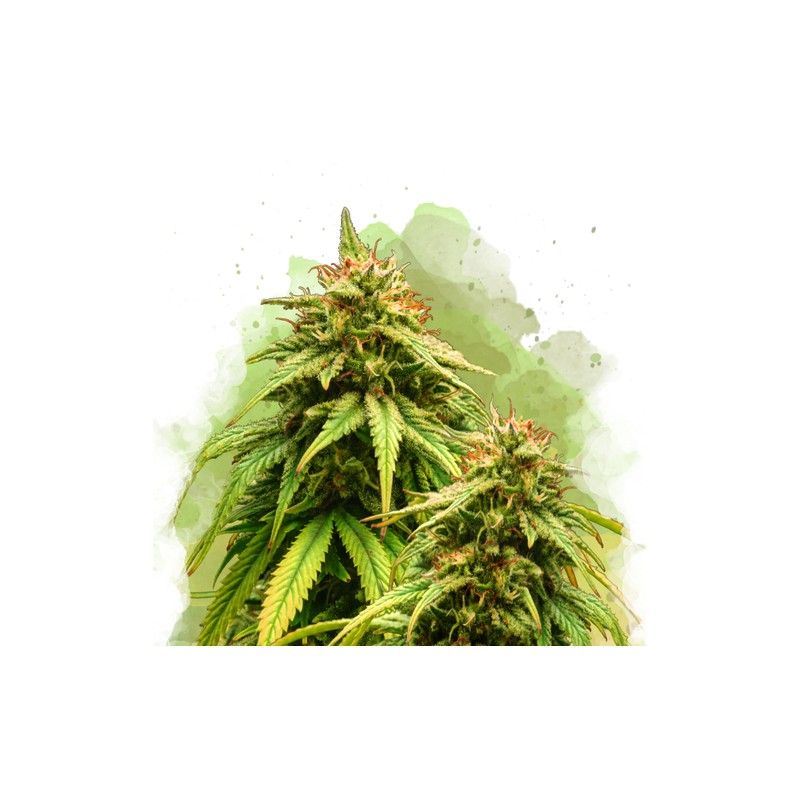 AUTO AMNESIA HAZE · Nirvana Seeds · sementes de maconha · AutoFem