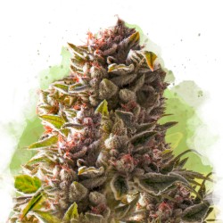 AUTO AURORA INDICA· Nirvana...