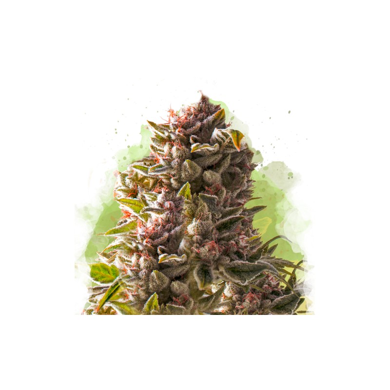 AUTO AURORA INDICA· Nirvana Seeds · cannabis seeds · AutoFem