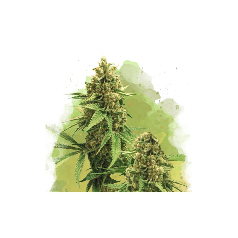 AUTO BIG BUD · Nirvana Seeds · cannabis seeds · AutoFem