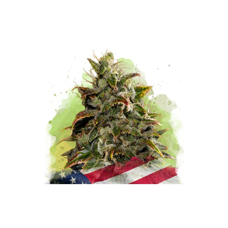 AUTO GELATO · Nirvana Seeds · graines de cannabis · AutoFem