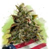 AUTO GELATO · Nirvana Seeds · graines de cannabis · AutoFem