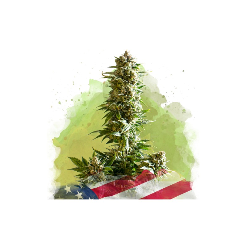 AUTO GIRL SCOUT COOKIES · Nirvana Seeds · graines de cannabis · AutoFem