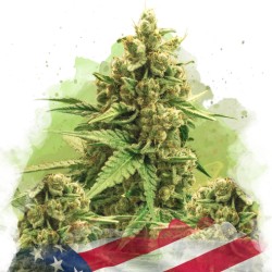 AUTO ORIGINAL GLUE· Nirvana...