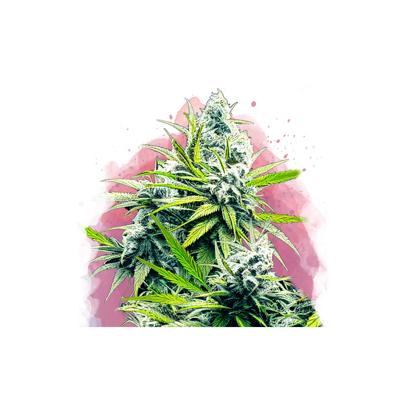 B-52 · Nirvana Seeds · graines de cannabis · Fem