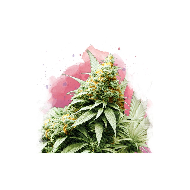 BIG BUD · Nirvana Seeds · graines de cannabis · Fem