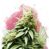 BIG BUD · Nirvana Seeds · kenevir tohum · Disi · Fem