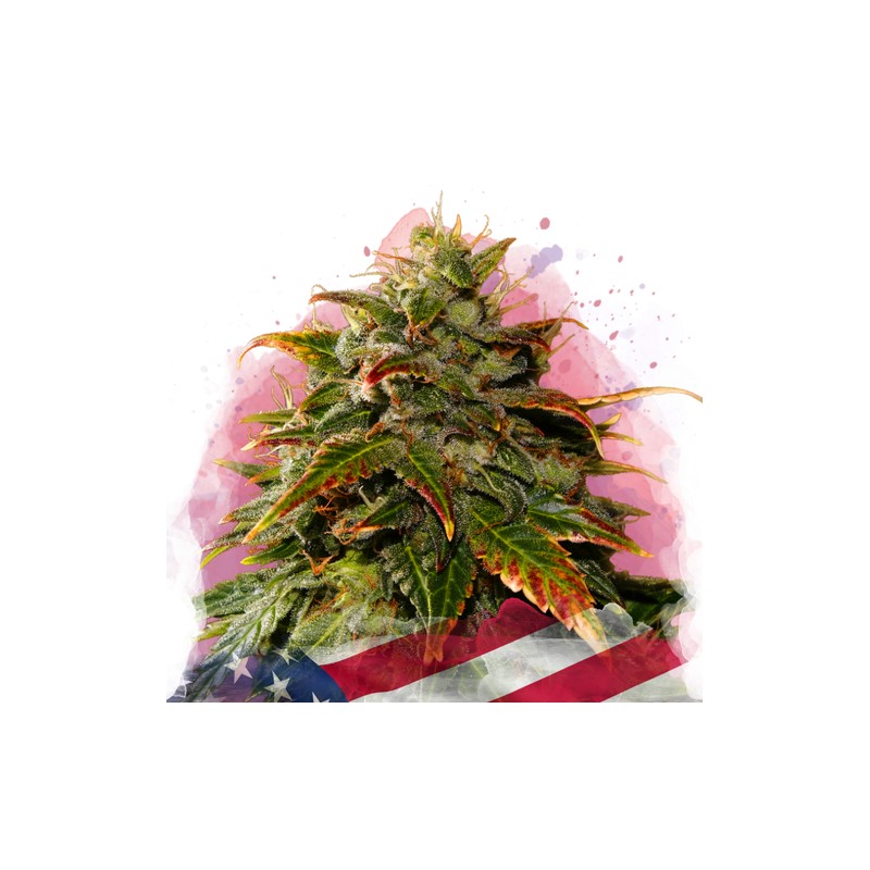 GELATO · Nirvana Seeds · sementes de maconha · Fem