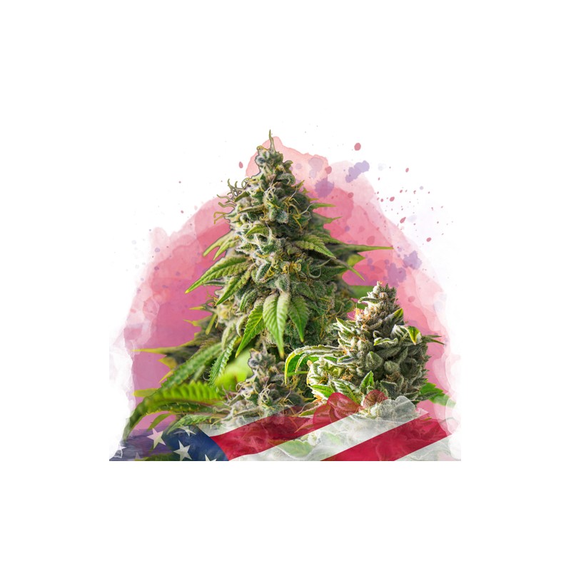GIRL SCOUT COOKIES · Nirvana Seeds · graines de cannabis · Fem