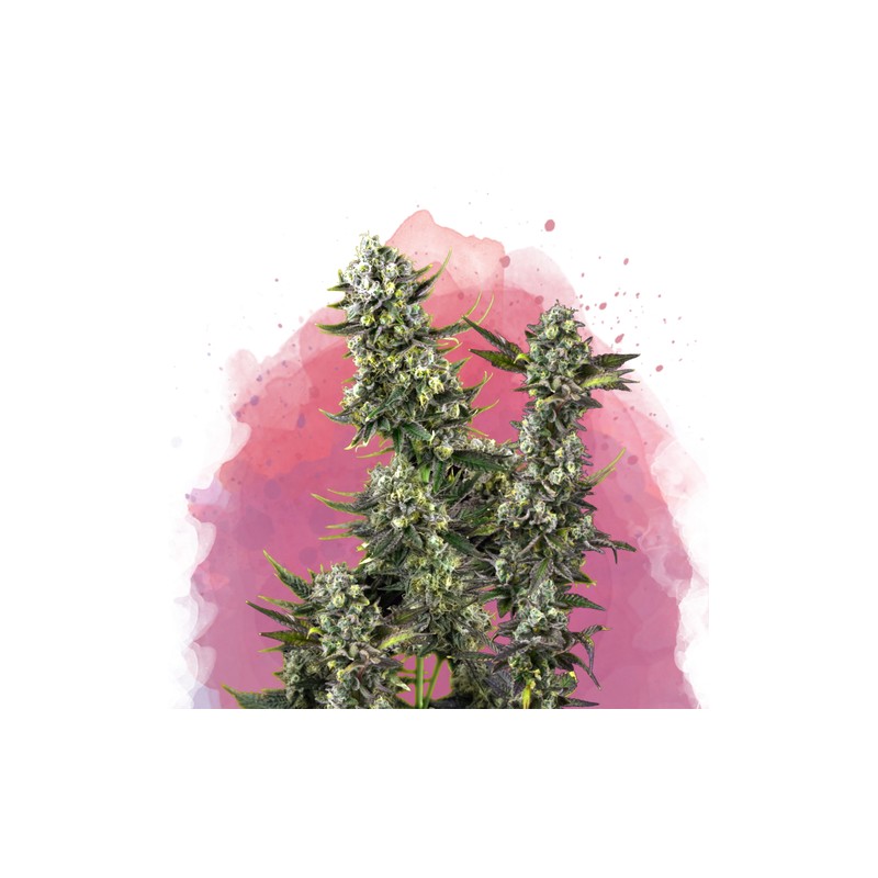 HINDU KUSH · Nirvana Seeds · sementes de maconha · Fem